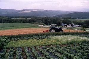 Ken and Mary 白樺木旁的花園