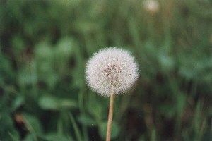 聖誕樹之木路旁的蒲公英