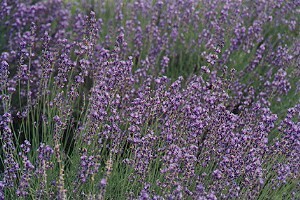 KANNO 農場的薰衣草