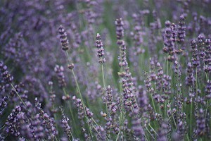 富田農場的薰衣草