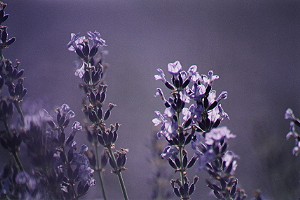 彩香之里的薰衣草