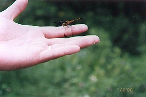 往 NINGURU 陽台的路上